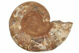Crystal Filled, Cut & Polished Ammonite Fossil - Jurassic #191018-4